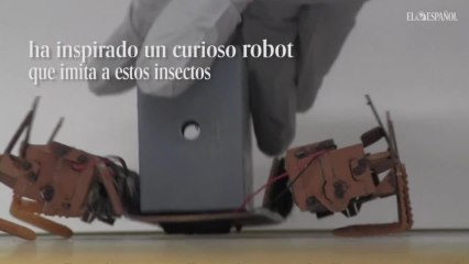 Los robots se fijan en las cucarachas