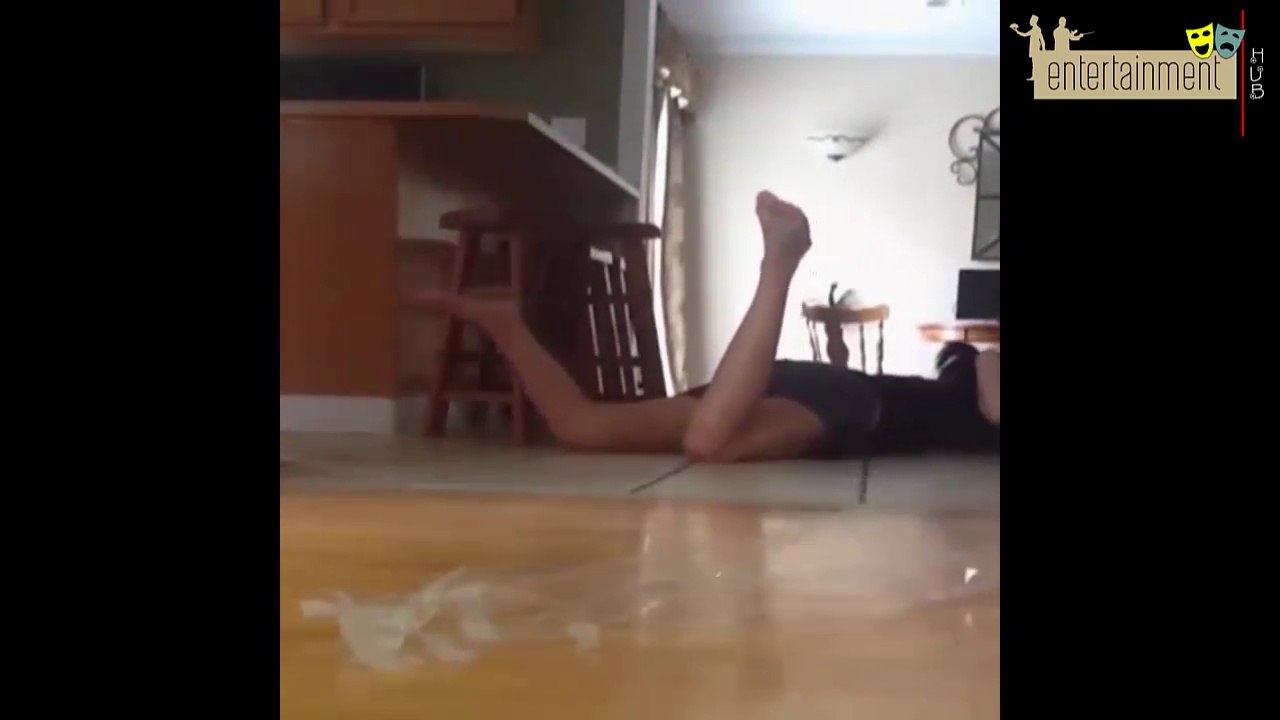 Funny Dog and Cat Compilation | Entertainment Hub