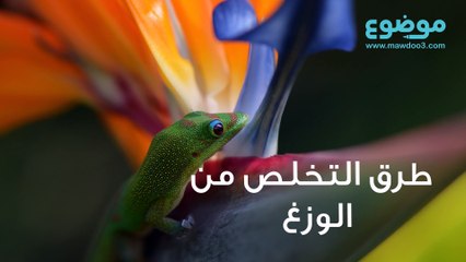 طرق التخلص من الوزغ