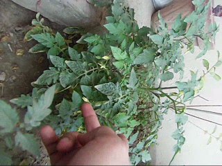 how to grow tomato plant in urdu/hindi