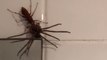 Wasp Kills and Attempts to Eat Huntsman Spider at Surry Hills Home
