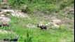 Wild Dogs vs Warthog vs Hyenas vs Lions - Wild Animal Attacks #27