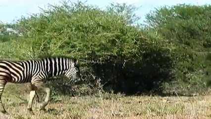 Wildlife Animal Zebra 2016 - BEST Animals Documentary Full HD