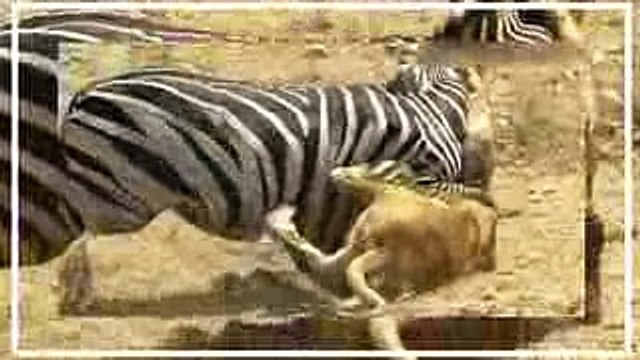 Real Fight of Zebra and Lion, Crocodile -Attacks Of Wild Animals 2017 (amazing video)