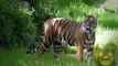 Tiger predator Vs prey monkey and other.most amazing fight wild animals.