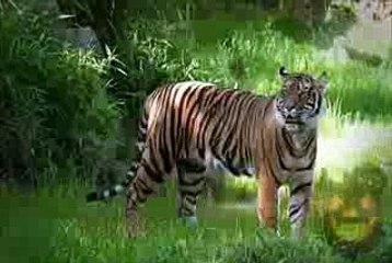 Tiger predator Vs prey monkey and other.most amazing fight wild animals.