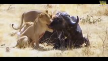 tiger vs Buffalo ,lion, tiger, crocodile fight Wild animals fight to death CRAZIEST Animal Fig