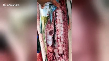 Kapi peshkun, por burri u shokua nga ajo se çfarë i gjeti në stomak