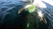 Ce dauphin joue à sauter devant la proue d'un bateau... Images magnifiques