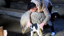 Küçükbaş hayvan üreticileri yeni doğan kuzuların sevincini yaşıyor