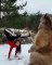 Une folle furieuse fait du yoga avec un ours