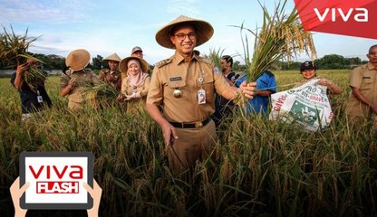 Bercaping dan Pakai Arit, Anies Panen Padi di Sawah Jakarta