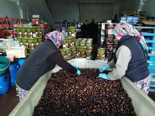 Zayıflatan Eşek Zeytinine Büyük İlgi! Kilosu 20 TL