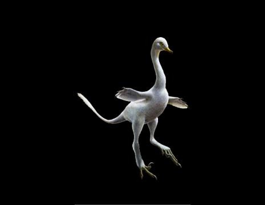 Dinosaures - voici le premier raptor amphibie, aux allures de cygne