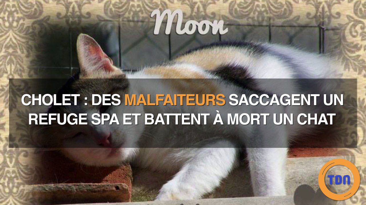 Cholet : des malfaiteurs saccagent un refuge SPA et tuent un chat