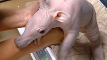 Spaß beim Wiegen: Zappeliges Erdferkel-Baby