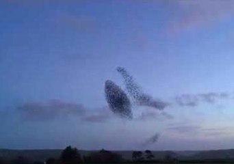 Magnificent Murmuration Captured in County Cork