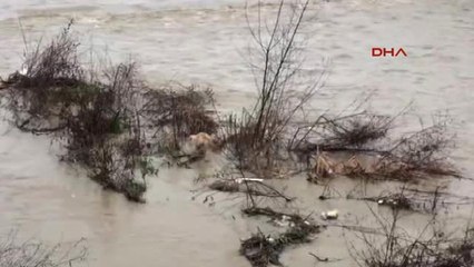 Düzce-Dere Yatağında Mahsur Kalan Köpek Kurtarıldı