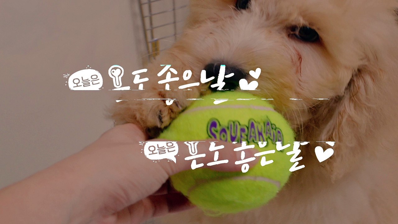 This Cute Cat is Drinking Water Specially!!!