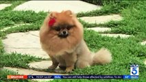 Family Offers $10,000 Reward After Dognapping Caught on Camera