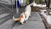 Kedi ile köpeğin dostluğu görenleri şaşırttı - KAYSERİ