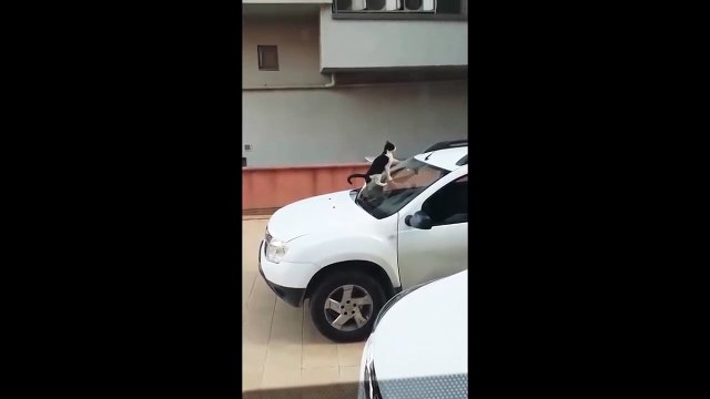 Un chat monte sur le pare-brise d'une voiture et ....il fait caca au dessus !