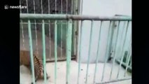Zookeepers wrestle with escaped tiger cub