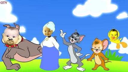 Finger Family Tom and Jerry Little Babies   Finger Family Cat   Tom and Jerry Cartoon Nursery Rhymes