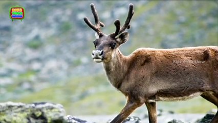 The History Of Santa Claus's Reindeer - How do Santa's Reindeer Fly - Christmas Facts