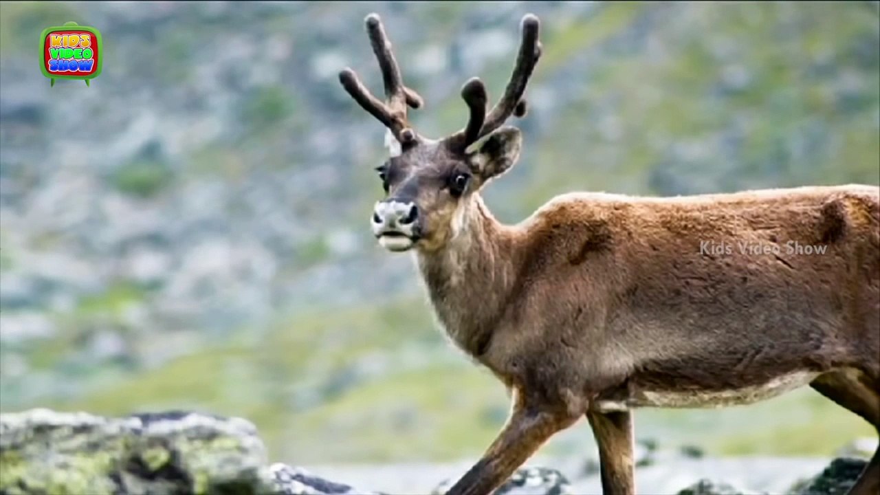 The History Of Santa Claus's Reindeer - How do Santa's Reindeer Fly - Christmas Facts