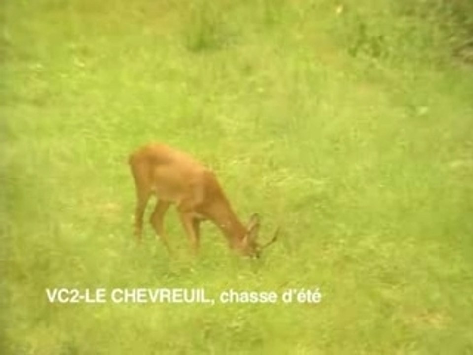 Le chevreuil, chasse d'été