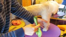 Shih Tzu bath time - How to groom your Shih Tzu