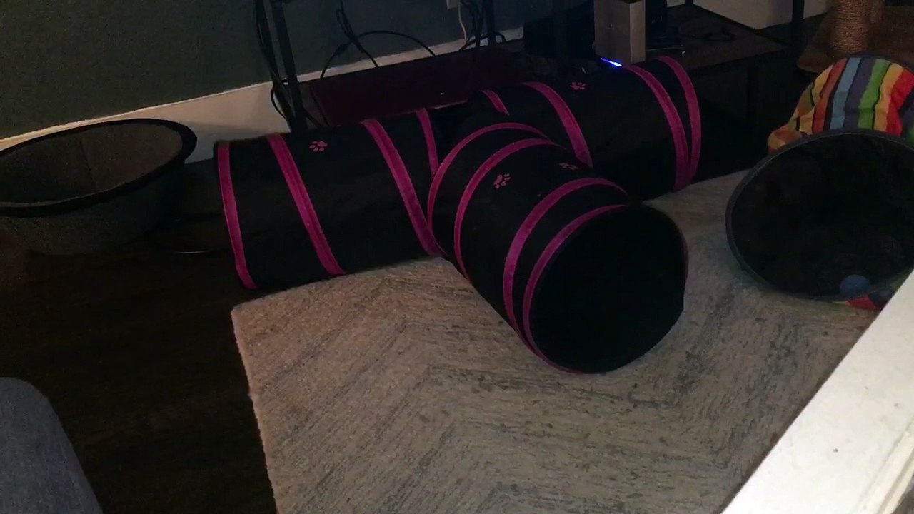 Kittens love tunnels!