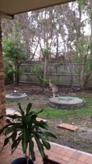 Un kangourou rend une visite à cette famille
