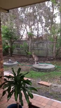 Un kangourou rend une visite à cette famille