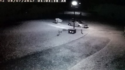 Interesting Activity In The Early Morning. (What is being moved?)