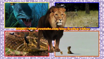 Leopardo Vs Hienas