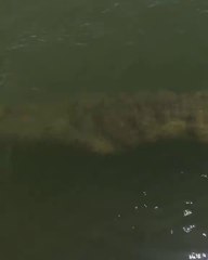 Un crocodile énorme fait surface tout près d'un bateau!