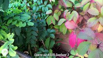 ASUS ZenFone 3 обзор. Мнение пользователя, особенности, козыри и недостатки ASUS ZenFone 3 ZE520KL