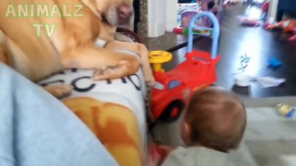 Funny Pitbulls and Cute Babies Compilation 2017