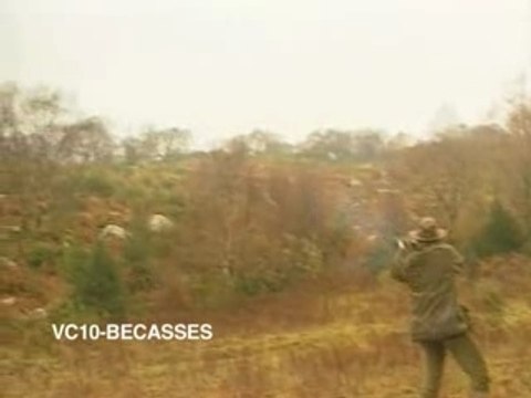 Bécasses - chasses d'Irlande, terre de bécasses