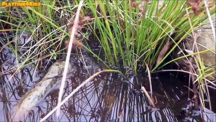 Wind Up Frog For Kids Amphibians Water Animals For Children