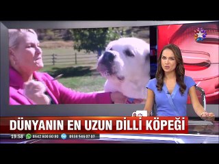 Dünyanın en uzun dilli köpeğinin dili tam 18 santim uzunluğunda