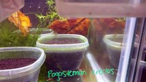 Big Mistake, RO Water for Shrimp, How to Remineralize a Freshwater Shrimp Tank