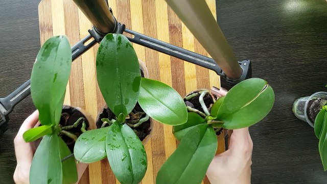 Подростки Сортовых Орхидей