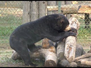 Bear Hunts for Tasty Snack