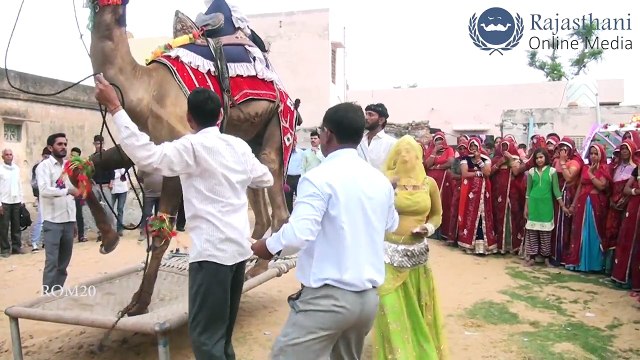 Rajasthani Song Marwadi Marriage dj song Indian Marriage Dance dance songs | New Camel Dance