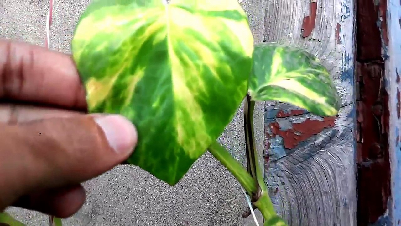 How To Grow Money Plant (urdu/hindi)