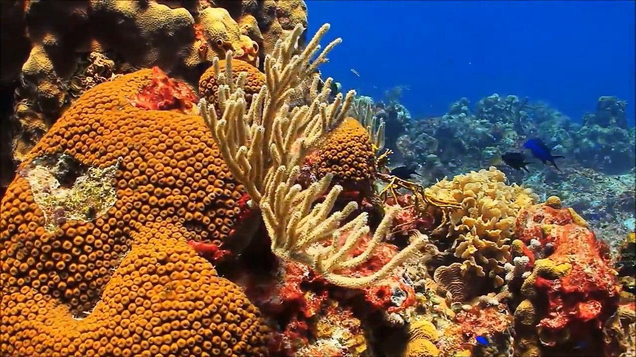 Exploring the Coral Reef: Learn about Oceans for Kids - FreeSchool