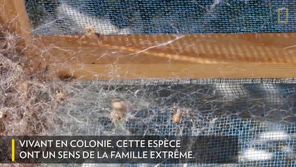 [Insolite] La vie de famille des araignées
